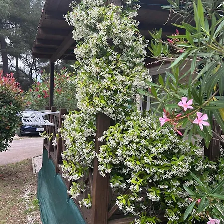 Üdülőpark Media Mobile Homes In Brioni Sunny Póla